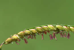 Urochloa resmi