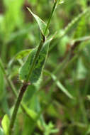 Image of signalgrass