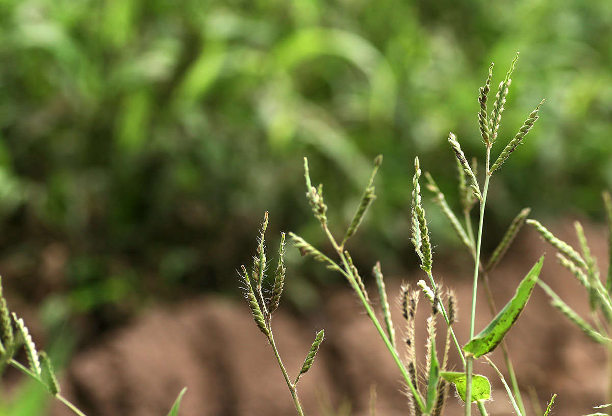 Image of signalgrass