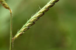 Image of signalgrass