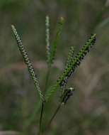 Image of crowngrass