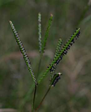 Image of crowngrass