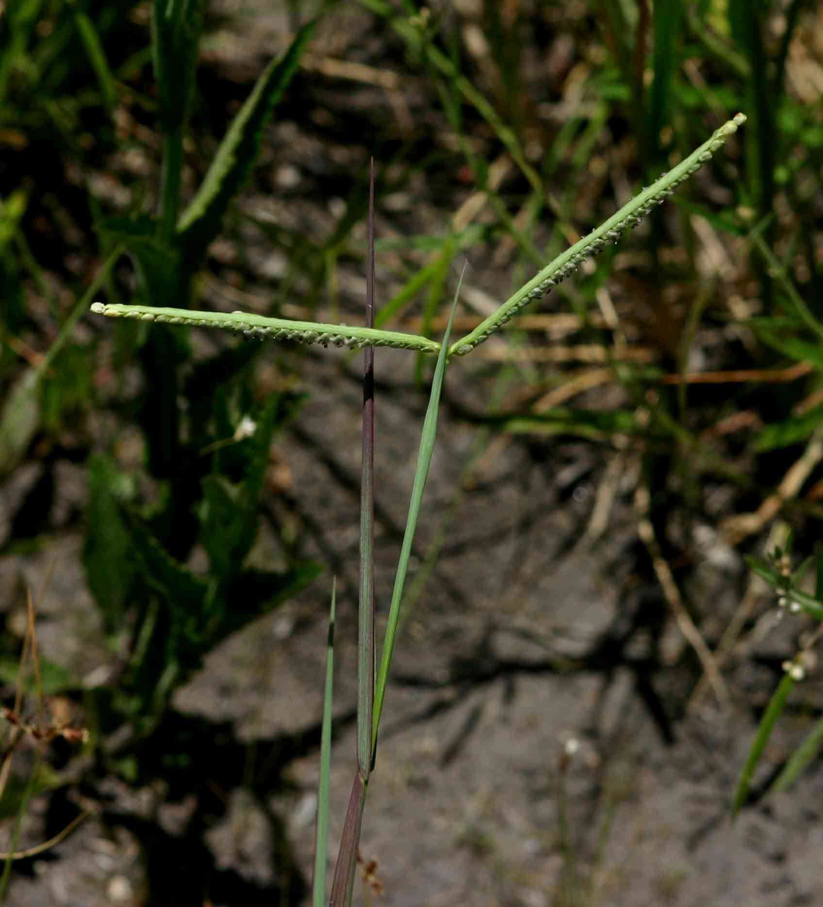 Image of crowngrass