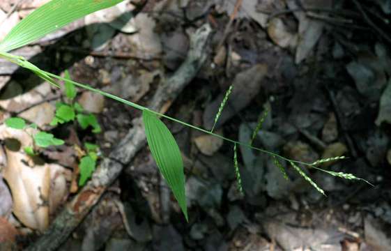 Image of Setaria homonyma (Steud.) Chiov.