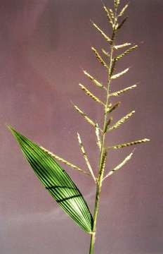 Image of Fan-Leaved Bristle Grass