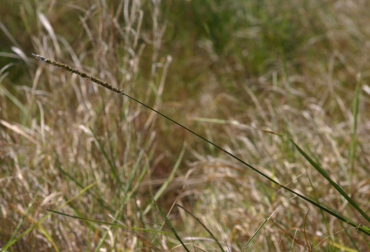 Image of Setaria incrassata (Hochst.) Hack.