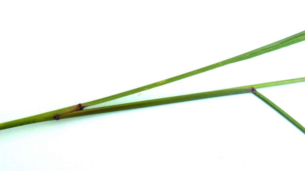 Image of Setaria bosseri A. Camus