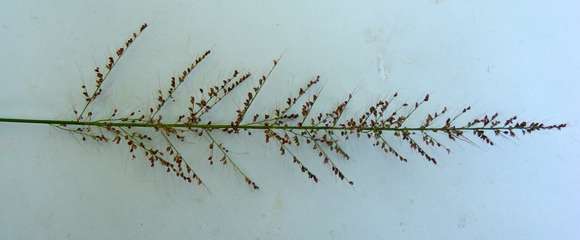 Image of Setaria bosseri A. Camus