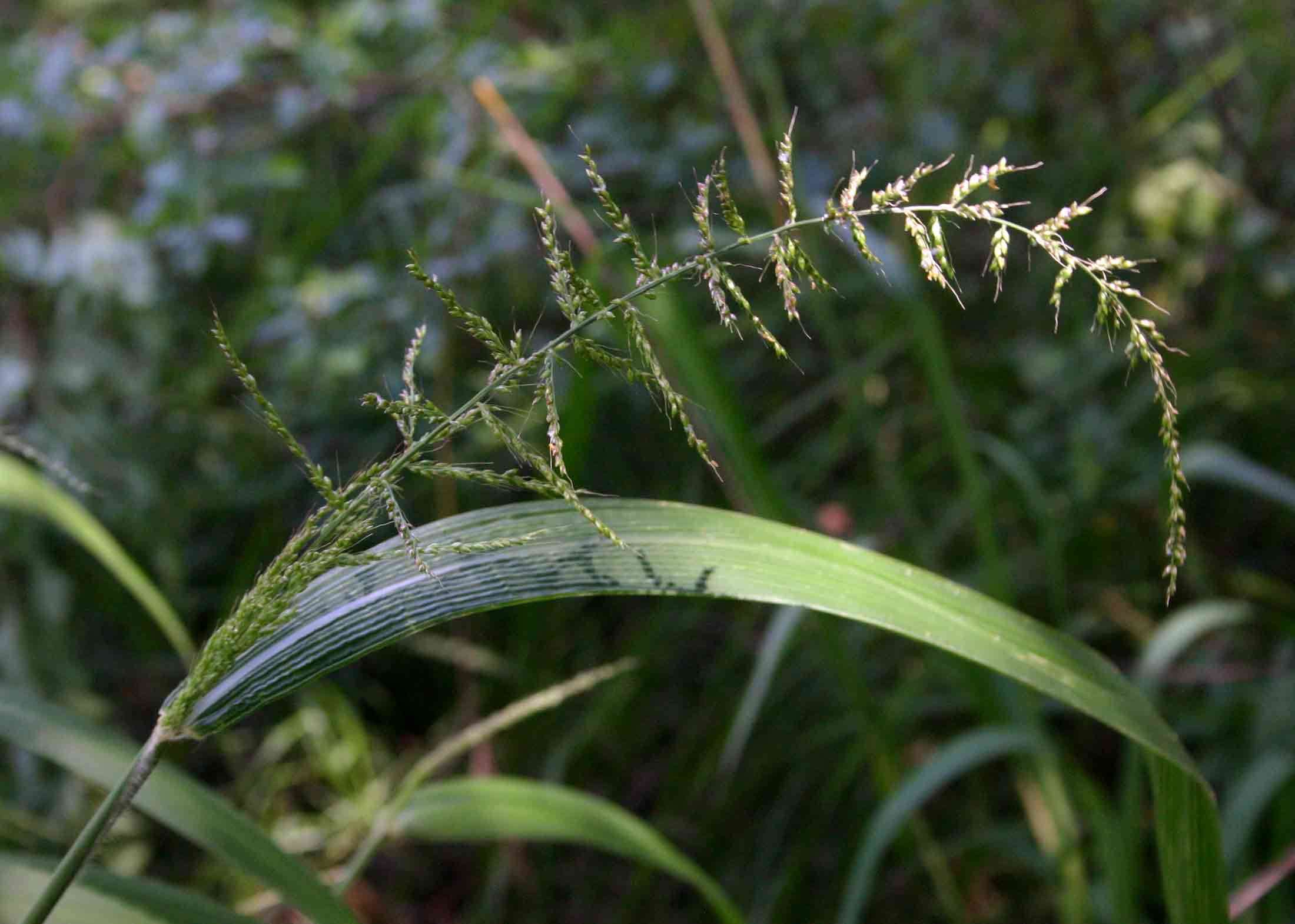 Plancia ëd Setaria megaphylla (Steud.) T. Durand & Schinz