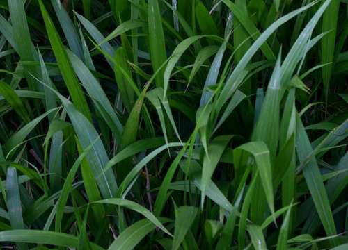 Image of bigleaf bristlegrass