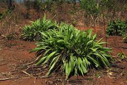 Image of bigleaf bristlegrass