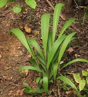 Image of bigleaf bristlegrass