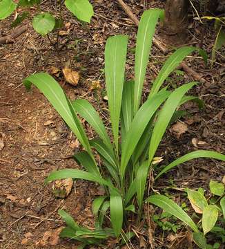 Image of bigleaf bristlegrass