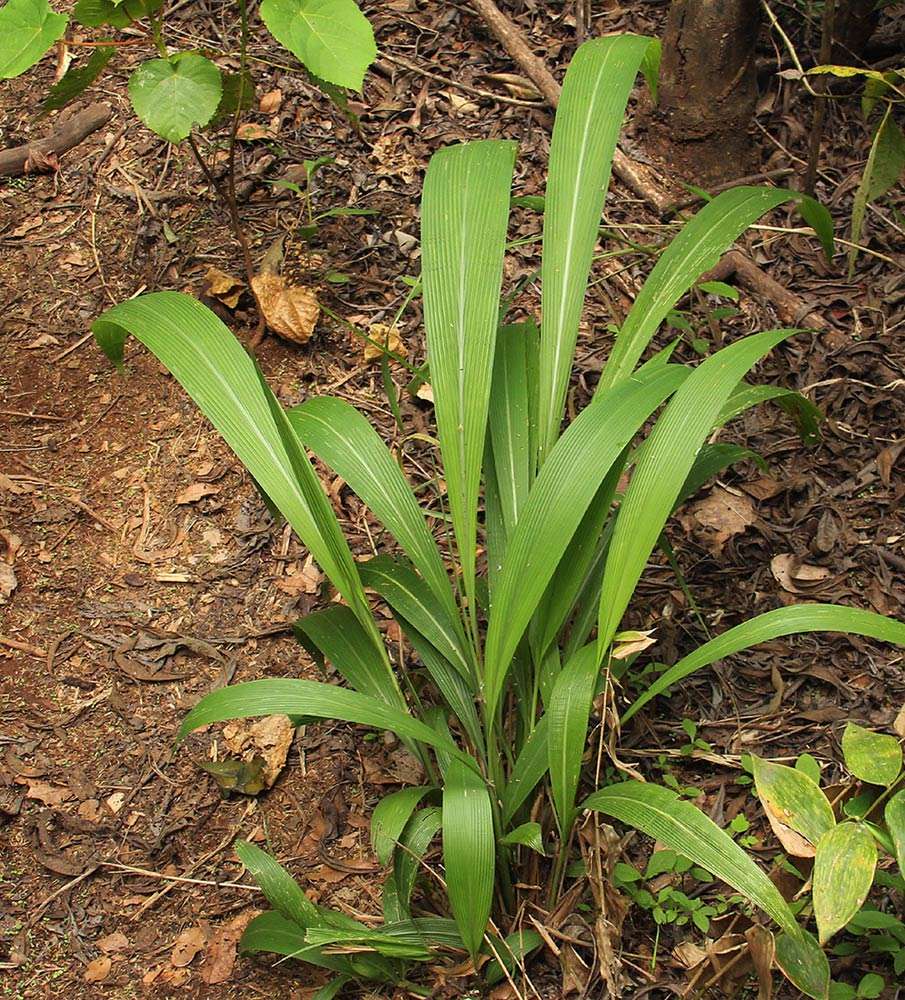 Image of bigleaf bristlegrass