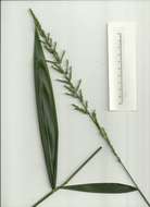 Image of bigleaf bristlegrass