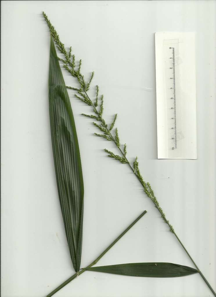 Image of bigleaf bristlegrass