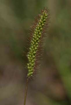 Image of Yellow Bristle Grass