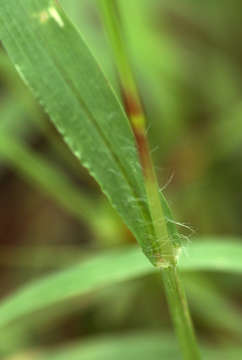 Image of Yellow Bristle Grass