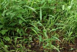 Image of Setaria sagittifolia (A. Rich.) Walp.