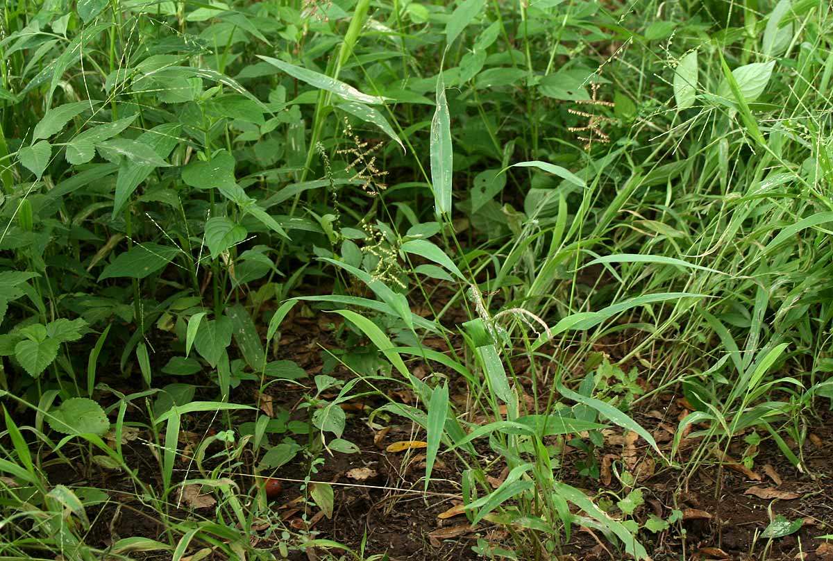 Plancia ëd Setaria sagittifolia (A. Rich.) Walp.