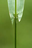 Image of Setaria sagittifolia (A. Rich.) Walp.