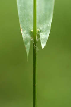 Image of Setaria sagittifolia (A. Rich.) Walp.