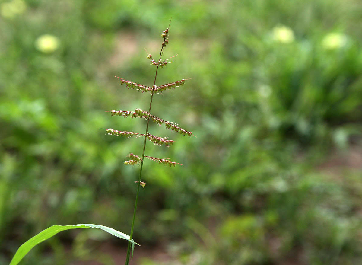 Plancia ëd Setaria sagittifolia (A. Rich.) Walp.