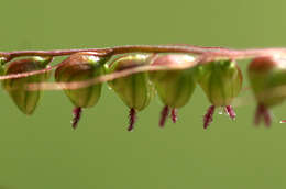 Plancia ëd Setaria sagittifolia (A. Rich.) Walp.