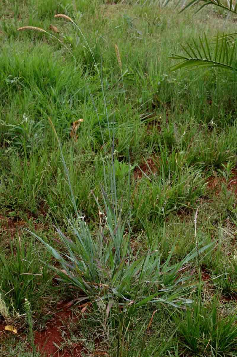 Imagem de Setaria sphacelata (Schumach.) Stapf & C. E. Hubb. ex Moss