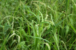 Image of Bristlegrass