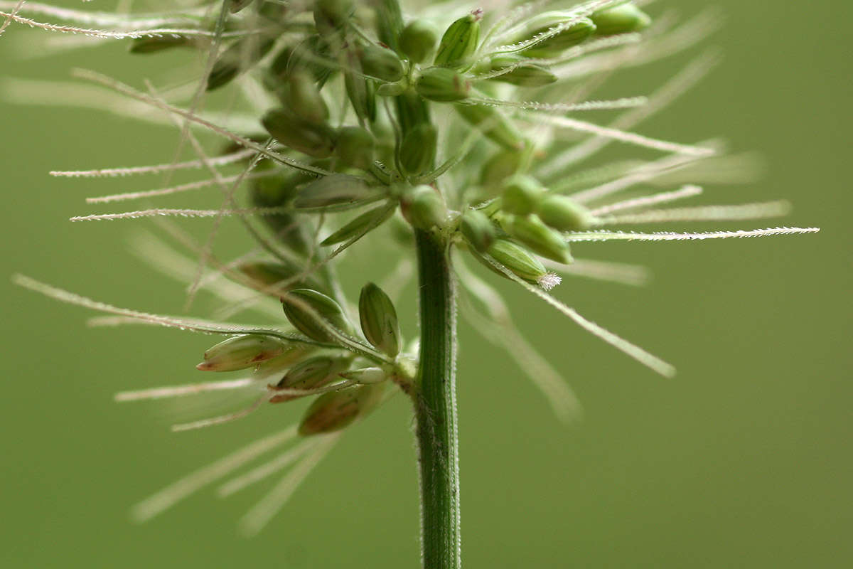 Image of Bristlegrass