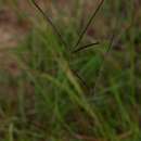 Image of Gilston grass