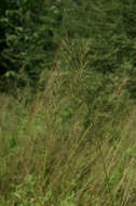 Image of Whorled Finger Grass