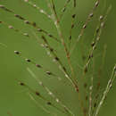 Image of Digitaria perrottetii (Kunth) Stapf