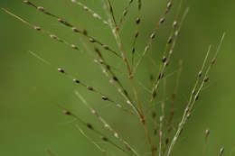 Image of Digitaria perrottetii (Kunth) Stapf