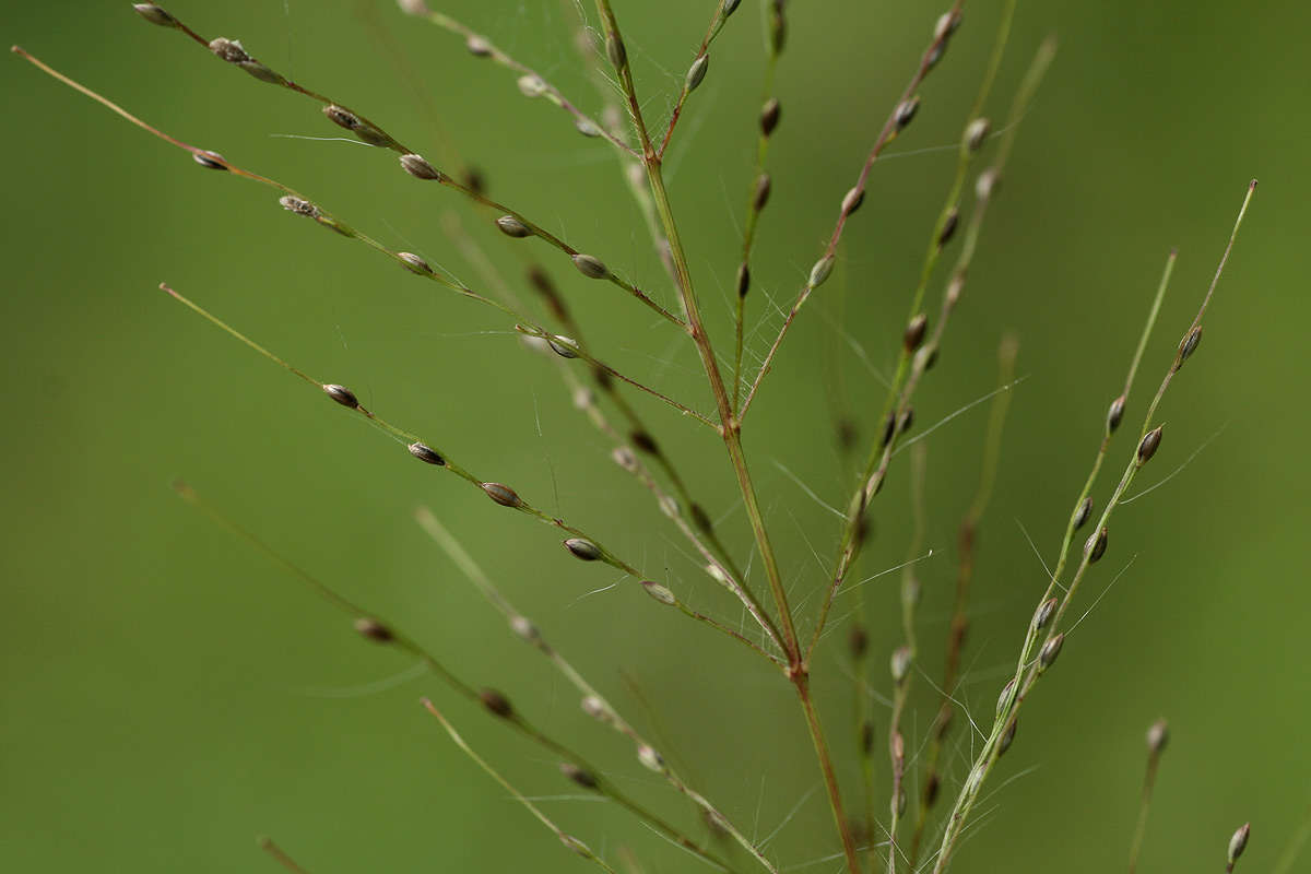 Image of Whorled Finger Grass