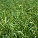Image of velvet crabgrass