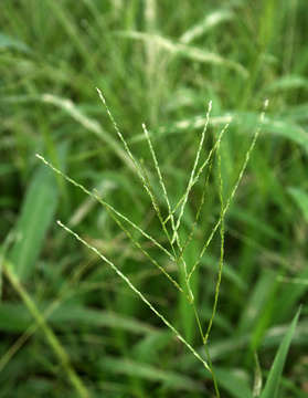 Imagem de Digitaria velutina (Forssk.) P. Beauv.