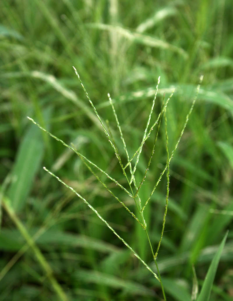 Digitaria velutina (Forssk.) P. Beauv. resmi