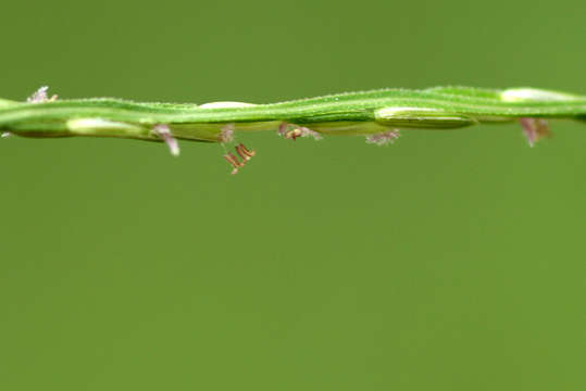 Imagem de Digitaria velutina (Forssk.) P. Beauv.