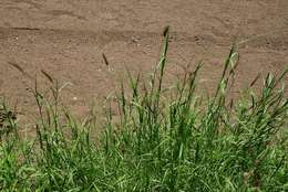 Image of sandbur