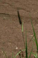 Image of sandbur