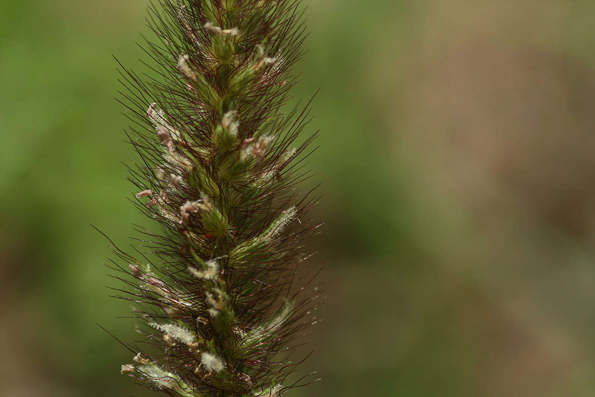 Image of sandbur