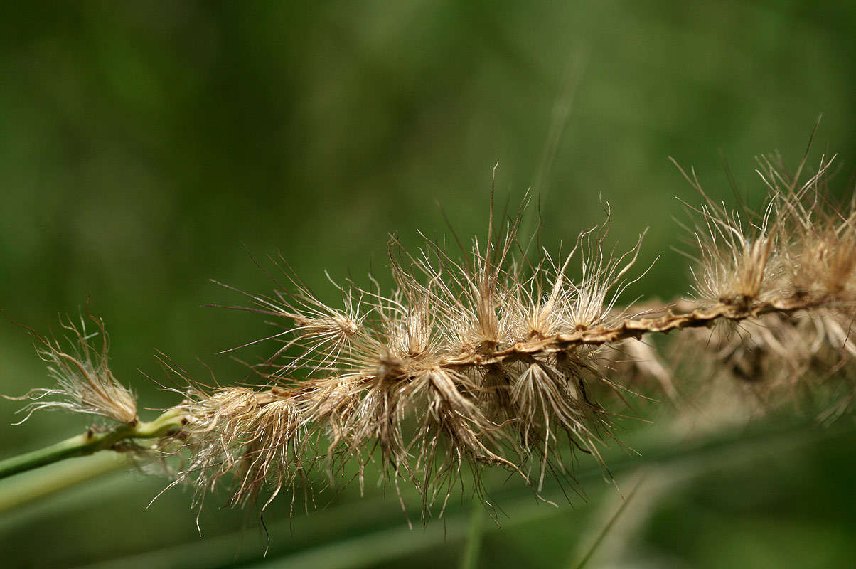 Image of sandbur