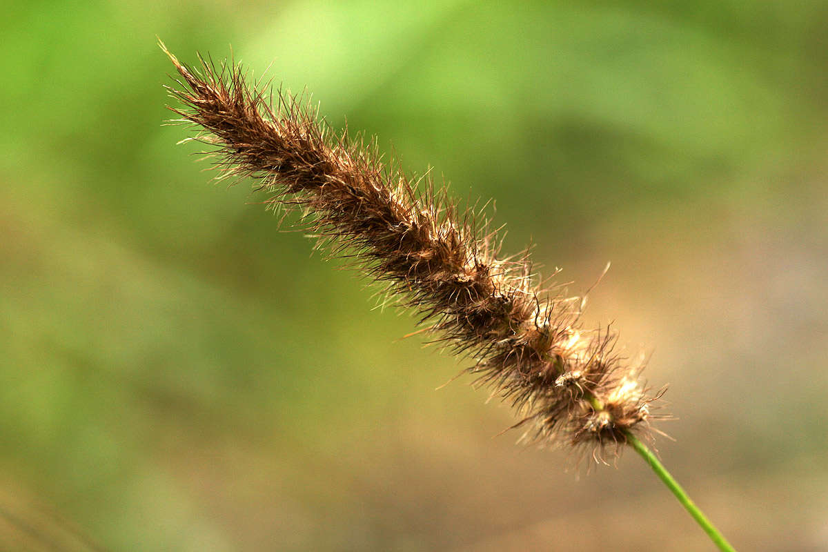 Image of sandbur