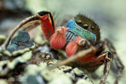 Image of Habronattus americanus (Keyserling 1885)