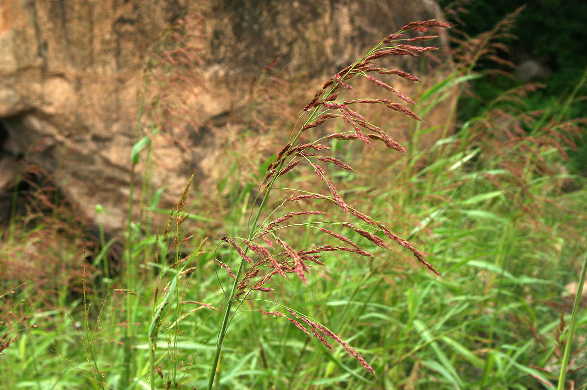 Image of broom corn