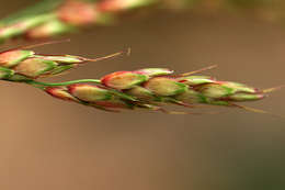 Image of broom corn