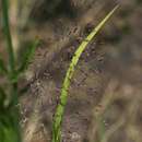 Plancia ëd Capillipedium parviflorum (R. Br.) Stapf