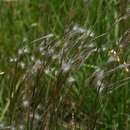 Image of Snowflake grass